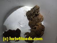 /home//u458753944/public_html/sourcegallery//////////////////////Roxborough Toad Detour/2013-2019/2017/P4040671.JPG